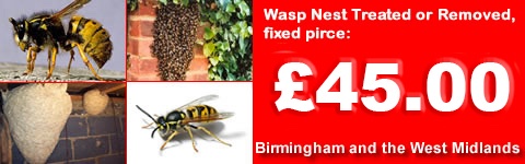 Wasp Control Birmingham, Wasp nest treatment or removal fixed price £45.00 covering Birmingham, Sutton Coldfield and the west Midlands. Contact us on  0121 450 9784 for more info