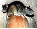 Rat Pest Control for Weoley Hill, Sutton Coldfield and the west Midlands.