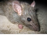 Pest control for Mice, Rednall Pest Control  commercial and residential pest control for Rednall, Sutton Coldfield and the west Midlands.