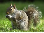 Squirrel Pest Control Ridgacre, Sutton Coldfield and the west Midlands.