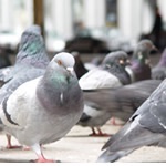 Pest control for Birds, Wake Green Pest Control  commercial and residential pest control for Wake Green, Sutton Coldfield and the west Midlands.